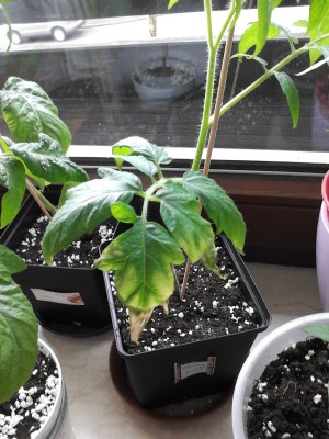 Tomaten 1.6.2013 009.jpg