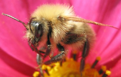 Bienengigant.JPG