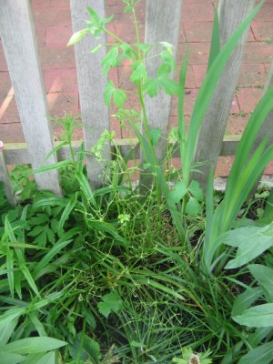 Mai 2013 018.JPG
