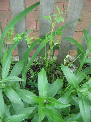 Mai 2013 019.JPG