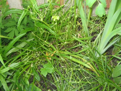 Mai 2013 017.JPG