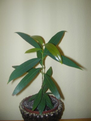 I3010028.JPG