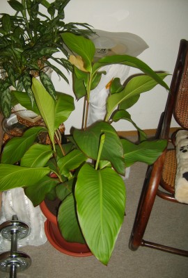 Canna.jpg
