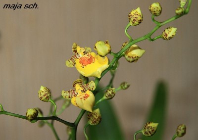 Oncidium blanchetii.jpg