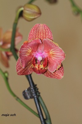 Doritaenopsis Sogo Allen.jpg