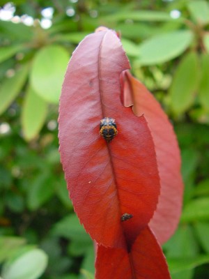Käferlarve auf rotem Blatt.jpg