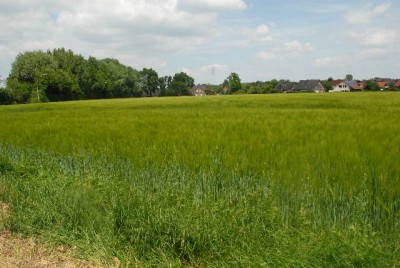 Niederrhein513 057yy.jpg