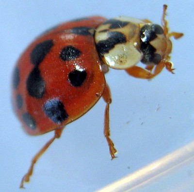 Marienkäfer - Coccinellidae bei der Körperpflege.JPG