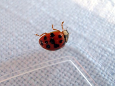 Marienkäfer - Coccinellidae.JPG