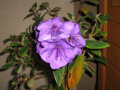 05.10.07 Tibouchinablüten.JPG