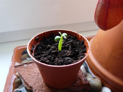 Mini-Baobab (3).jpg