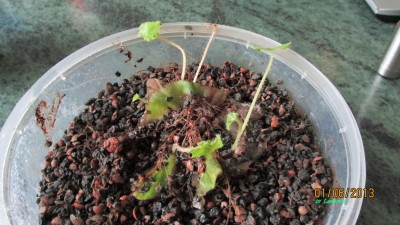 Begonia ricinifolia.jpg