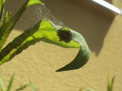 K800_20130602 Spinnennest_1.JPG