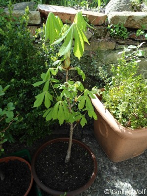 BonsaiAesculus_13_05_04.JPG