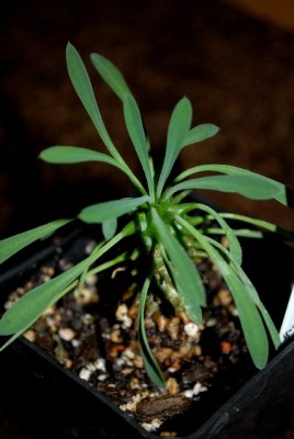 Euphorbia13 013yy.jpg