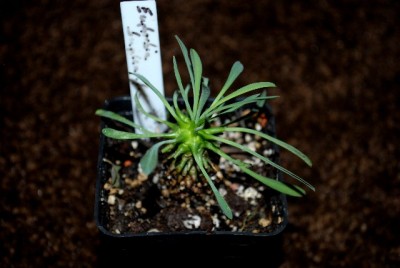 Euphorbia13 012yy.jpg