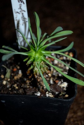 Euphorbia13 011yy.jpg