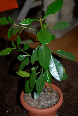 Euphorbia13 010yy.jpg