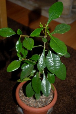 Euphorbia13 009yy.jpg