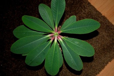Euphorbia13 005yy.jpg