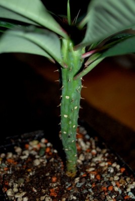 Euphorbia13 007yy.jpg