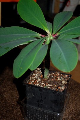 Euphorbia13 008yy.jpg