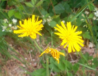 SAM_13922 Blüte.jpg