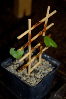 Dioscorea 015yy.jpg