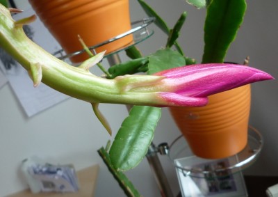 Knospe `Pegasus´.JPG