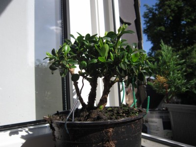 Buchbaum IMG_1350~1.jpg