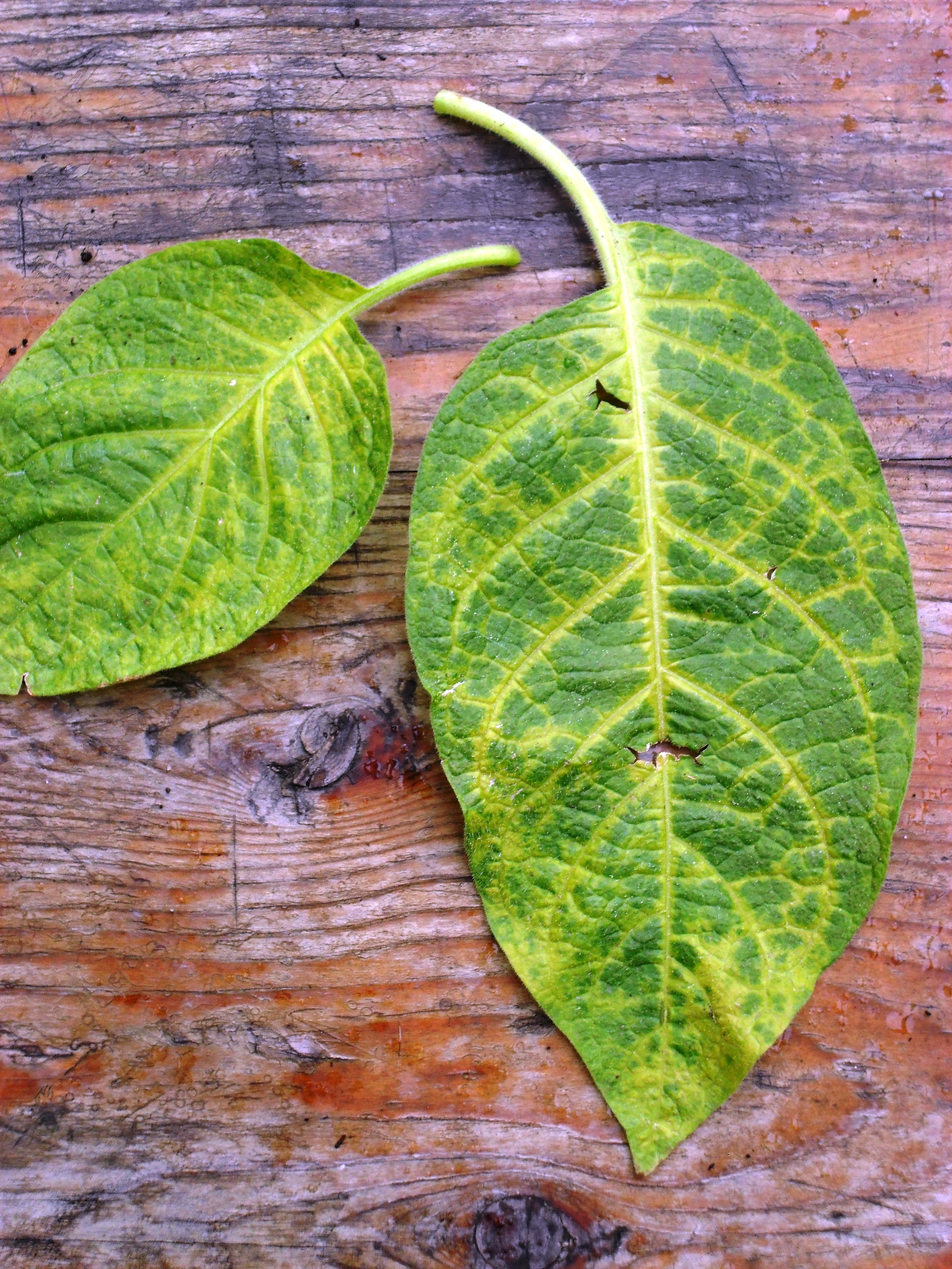 Was fehlt meiner Engelstrompete?  Pflanzenkrankheiten & Schdlinge   GREEN24 Pflanzen & Garten Forum