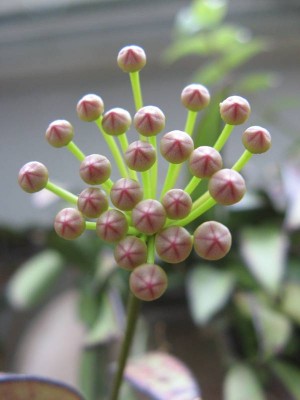 Hoya wayetii - Pedunkel_130602_02.JPG