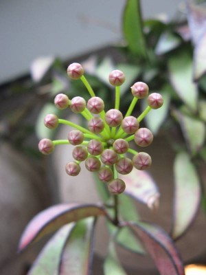 Hoya wayetii - Pedunkel_130602_01.JPG