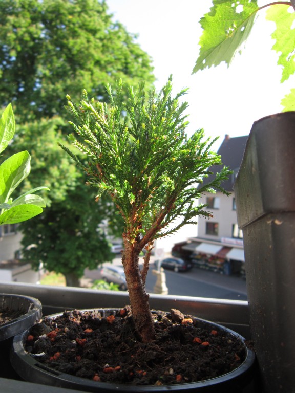 Bonsai - Alle Arten und Sorten · Beliebte Pflanzen & Erfahrungen · GREEN24  Pflanzen & Garten Forum