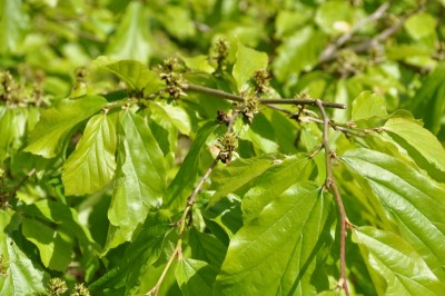 13-06-04-parrotia.JPG