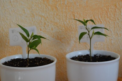 Ficus-Stecklinge_Juni 2013.JPG