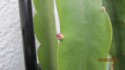 Knospe unbekannt-2.jpg