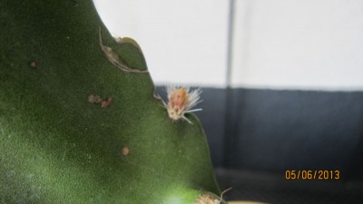 Knospe unbekannt-1.jpg
