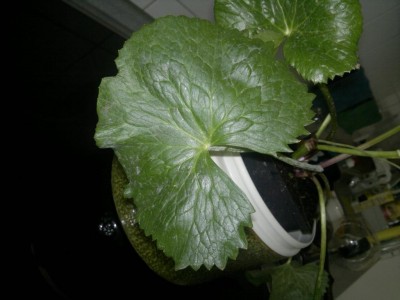 K1024_2013-06-05-1099.JPG