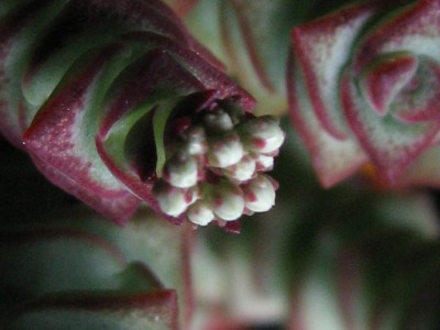 Crassula perforata Blütenansatz..jpg