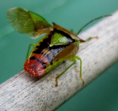 2013-Tiere-014.jpg