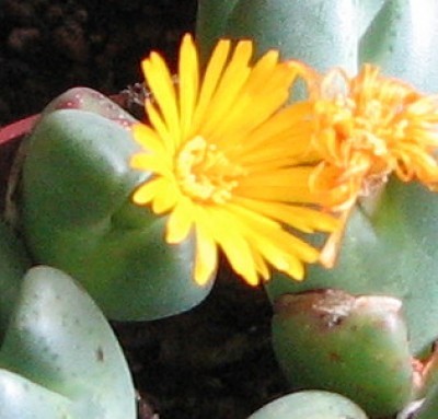 Conophytun f. Green.jpg