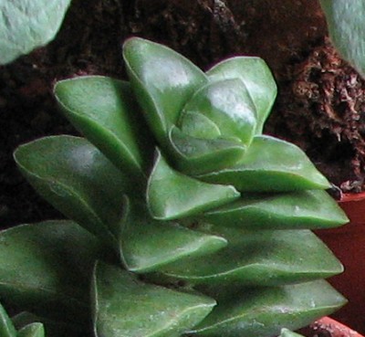 Crassula Makro Green.jpg