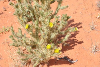 Cylindropuntia.jpg