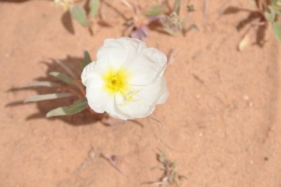 Blüte_02.jpg