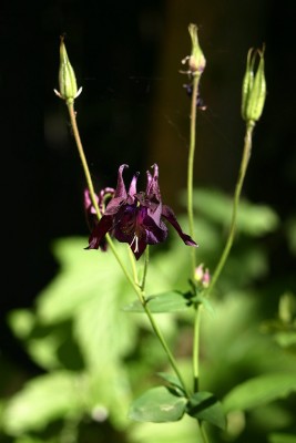 IMG_1247.JPG