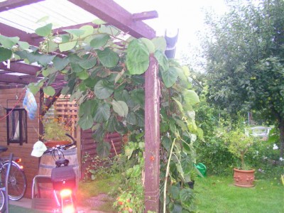 Gartenrundgang August 011.JPG