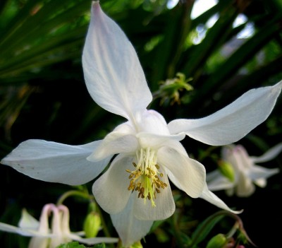 wächst zwischen meiner Minze....jpg