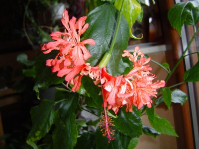 Hibiscus schizopedalus.jpg