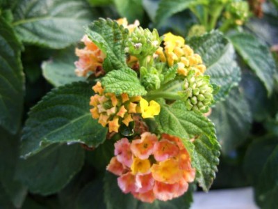 Photo6.jpg